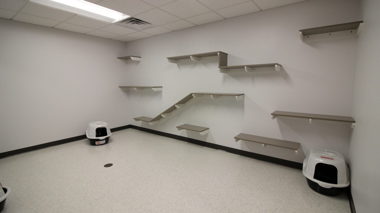Cat room with tiered wall shelves designed for climbing inside humane society.