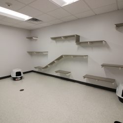 Cat room with tiered wall shelves designed for climbing inside humane society.